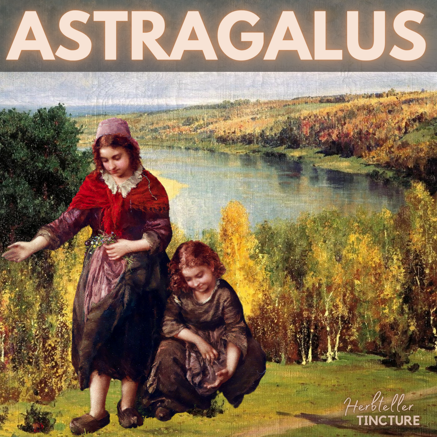 Astragalus Root Herbal Tincture