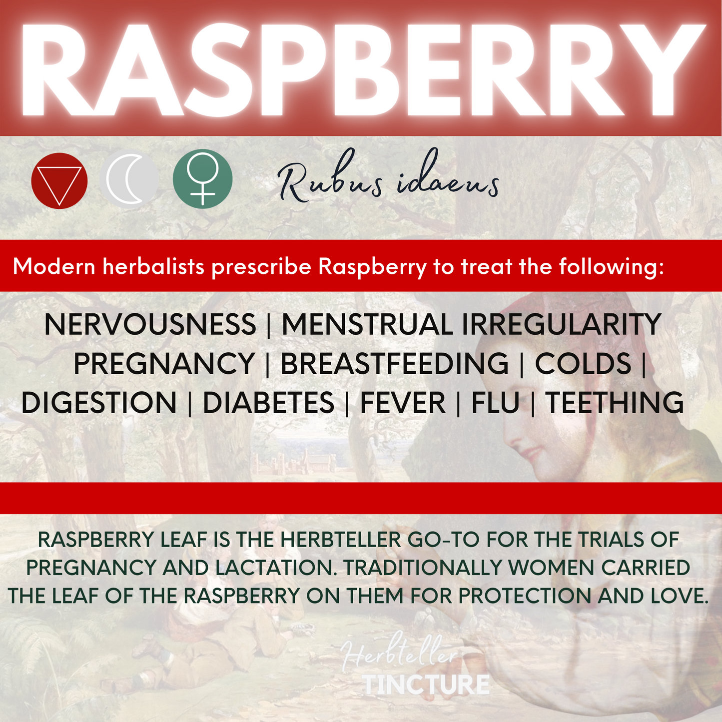 Raspberry Herbal Tincture
