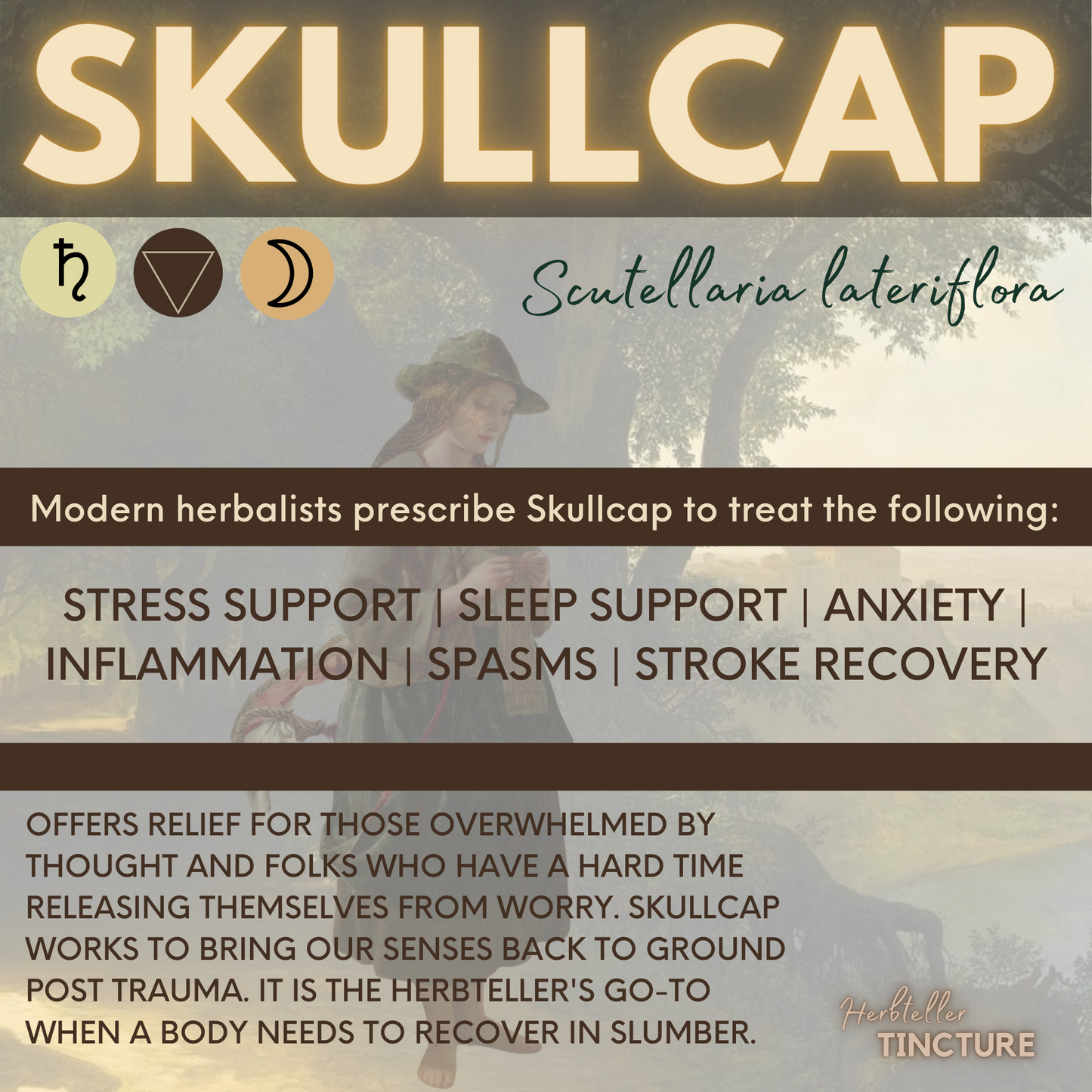 Skullcap (Quaker's Hat) Herbal Tincture (alcohol free)