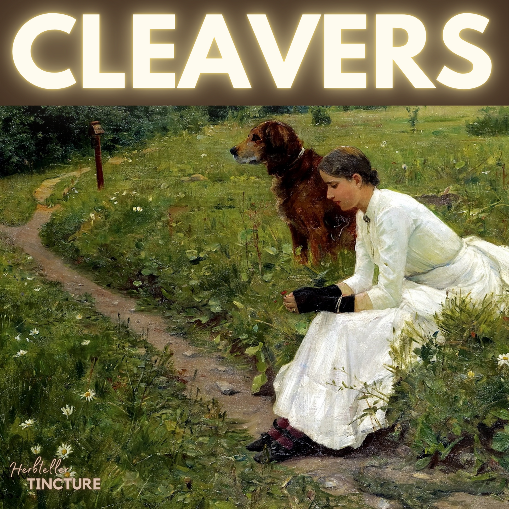 Cleavers Herbal Tincture - Original City Apothecary