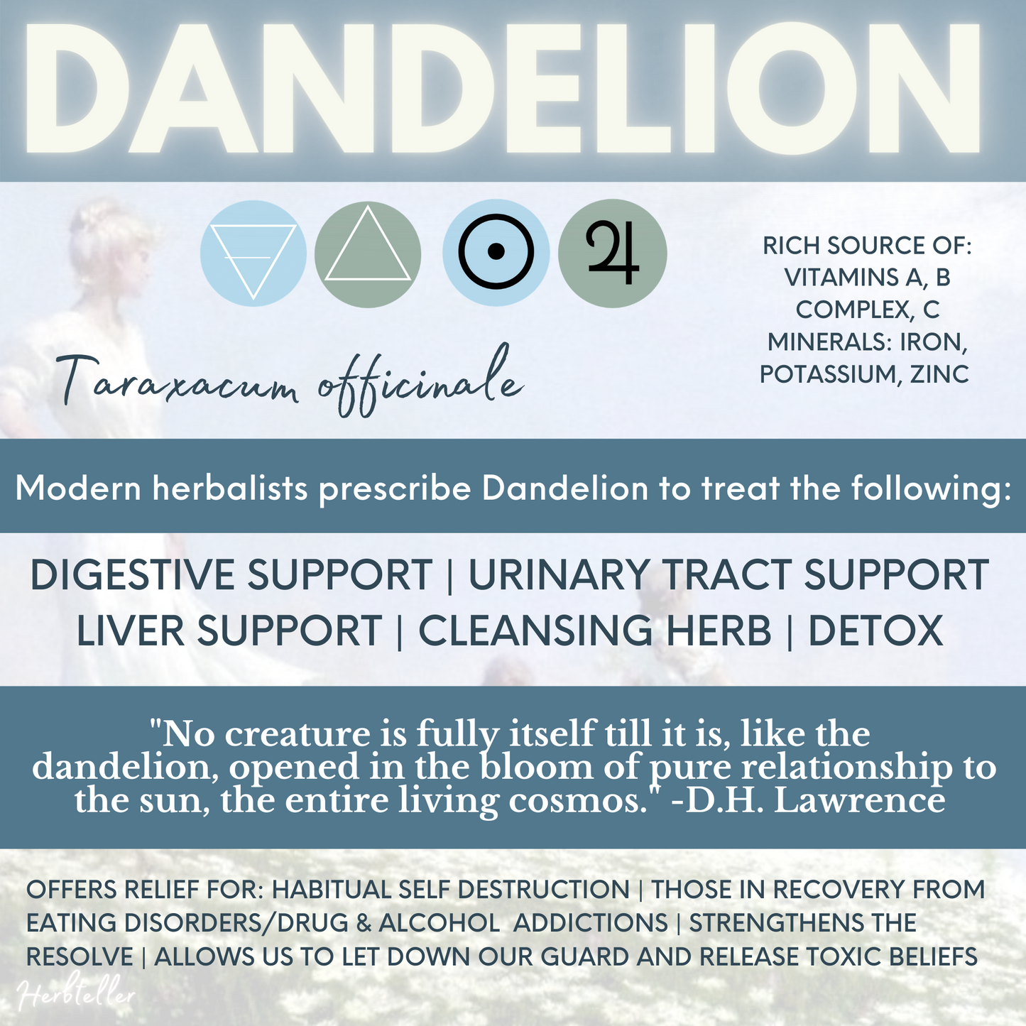 Dandelion Root (Lion's Tooth) Herbal Tincture - Original City Apothecary
