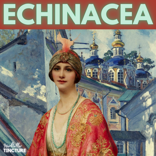 Echinacea (Sampson) Herbal Tincture - Original City Apothecary