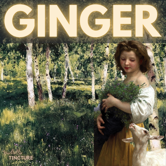 Ginger Herbal Tincture