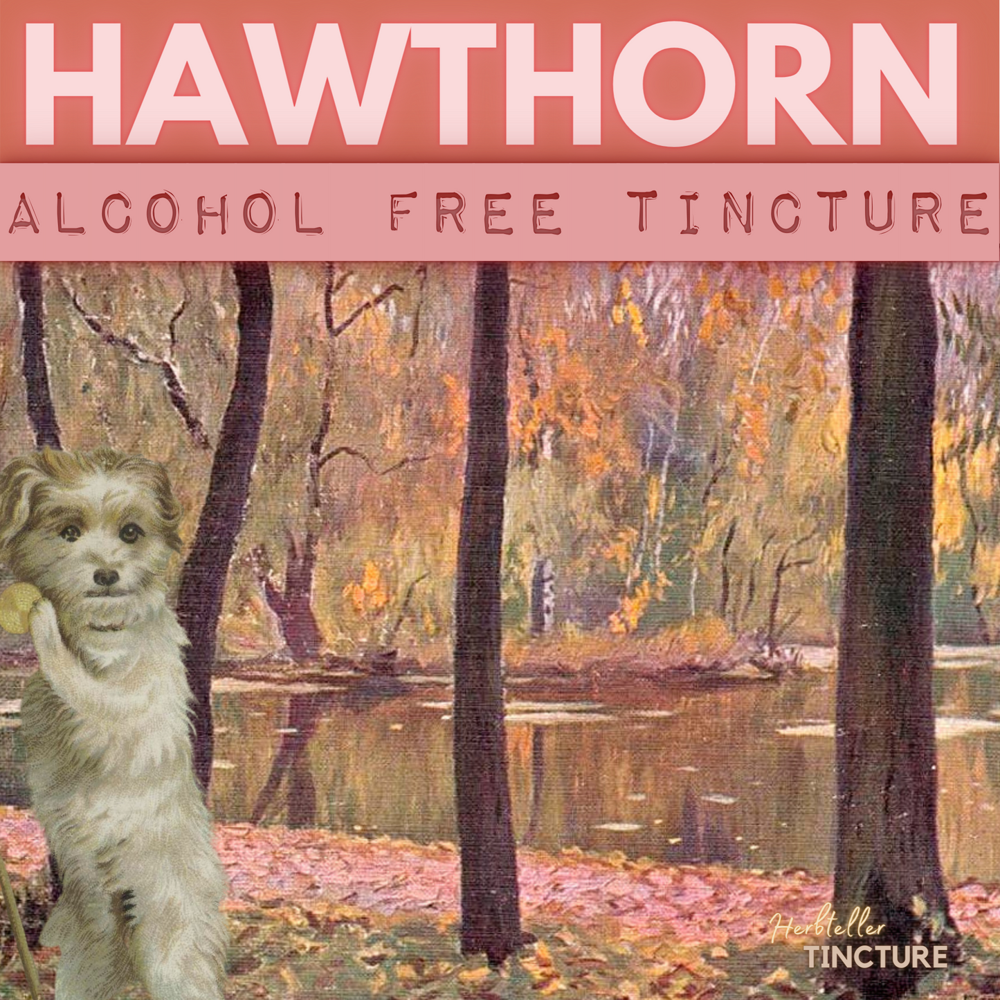 Hawthorn (May Blossom) Herbal Tincture (alcohol free)