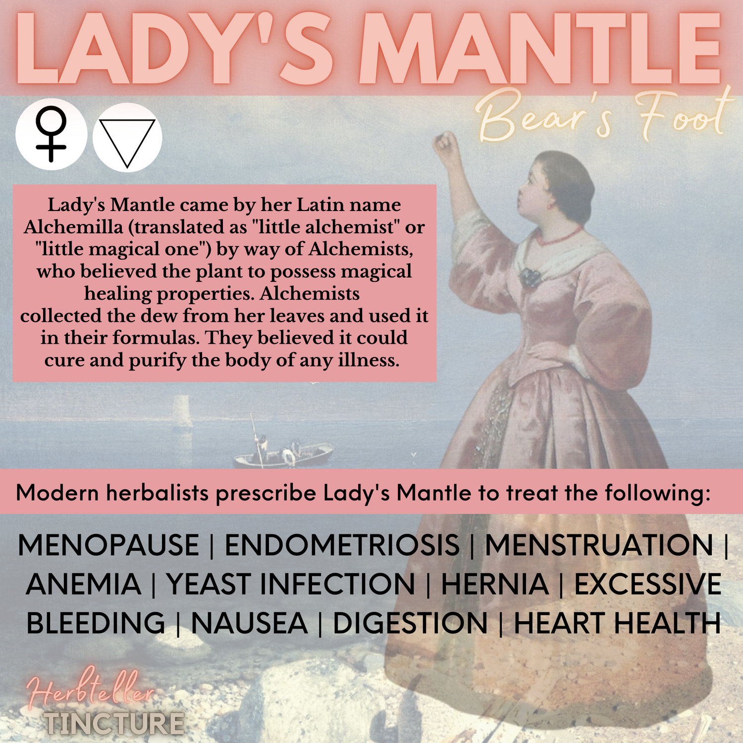 Lady's Mantle (Bear's Foot) Herbal Tincture - Original City Apothecary