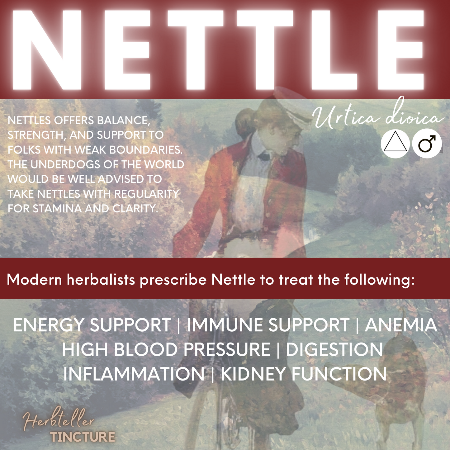 Nettles Herbal Tincture (alcohol free)