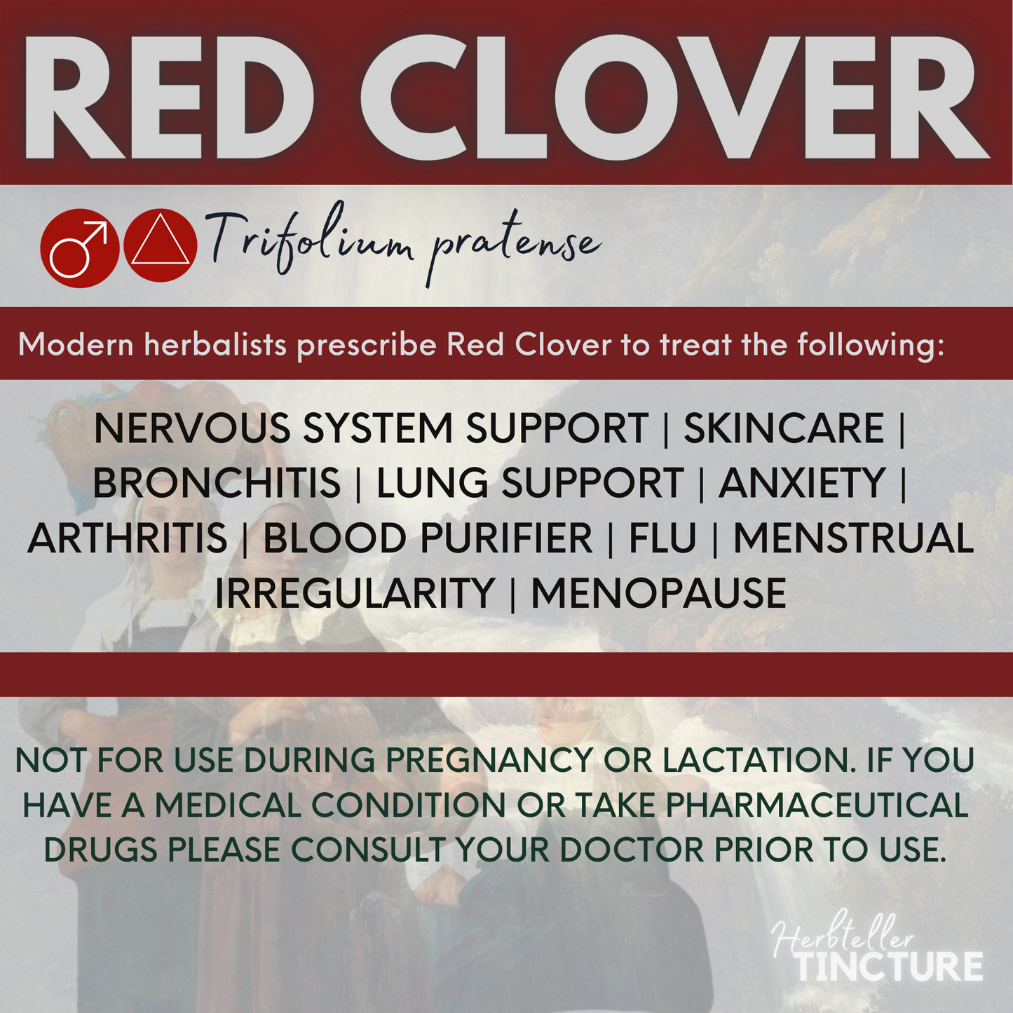 Red Clover Herbal Tincture (Trifolium pratense)