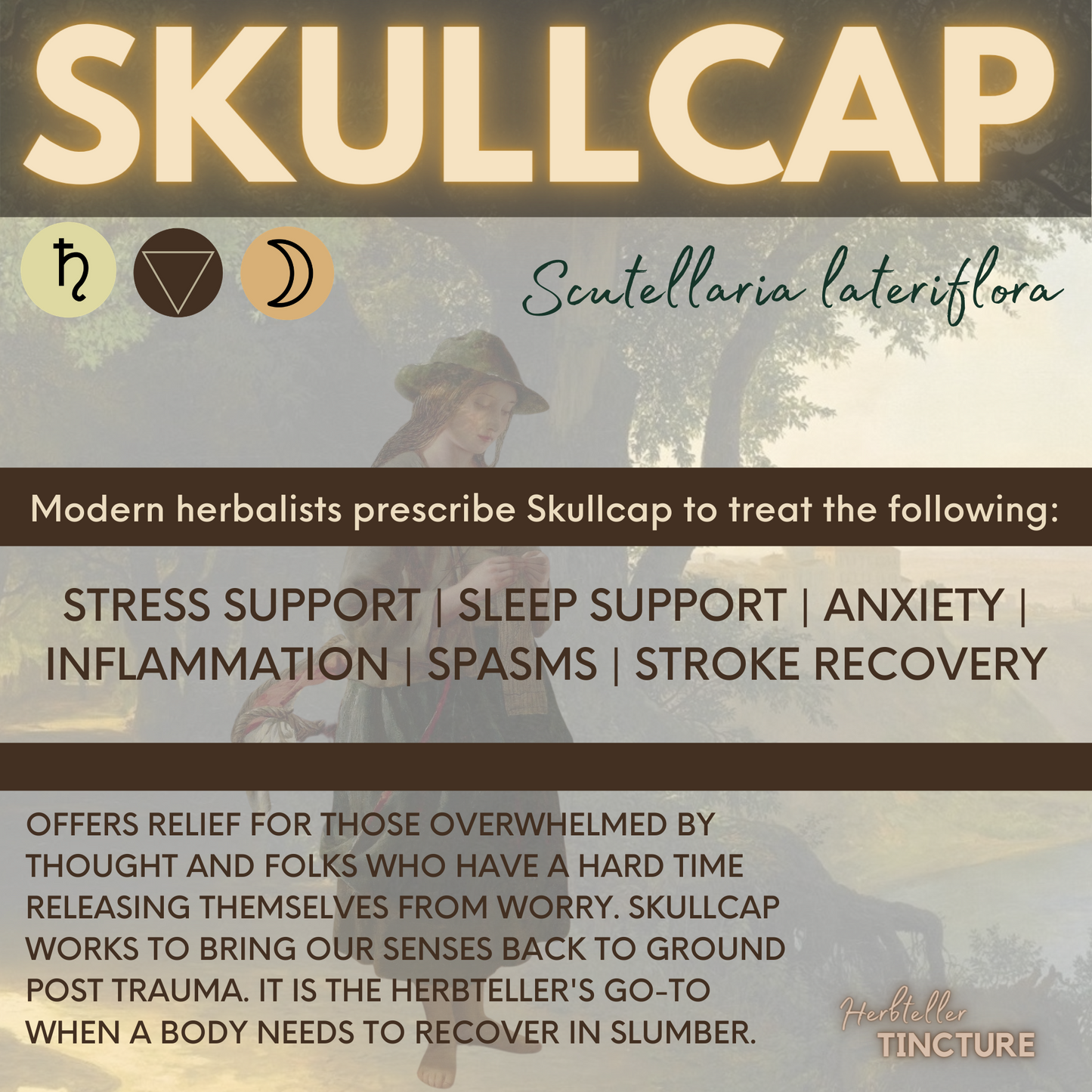 Skullcap (Quaker's Hat) Herbal Tincture - Original City Apothecary