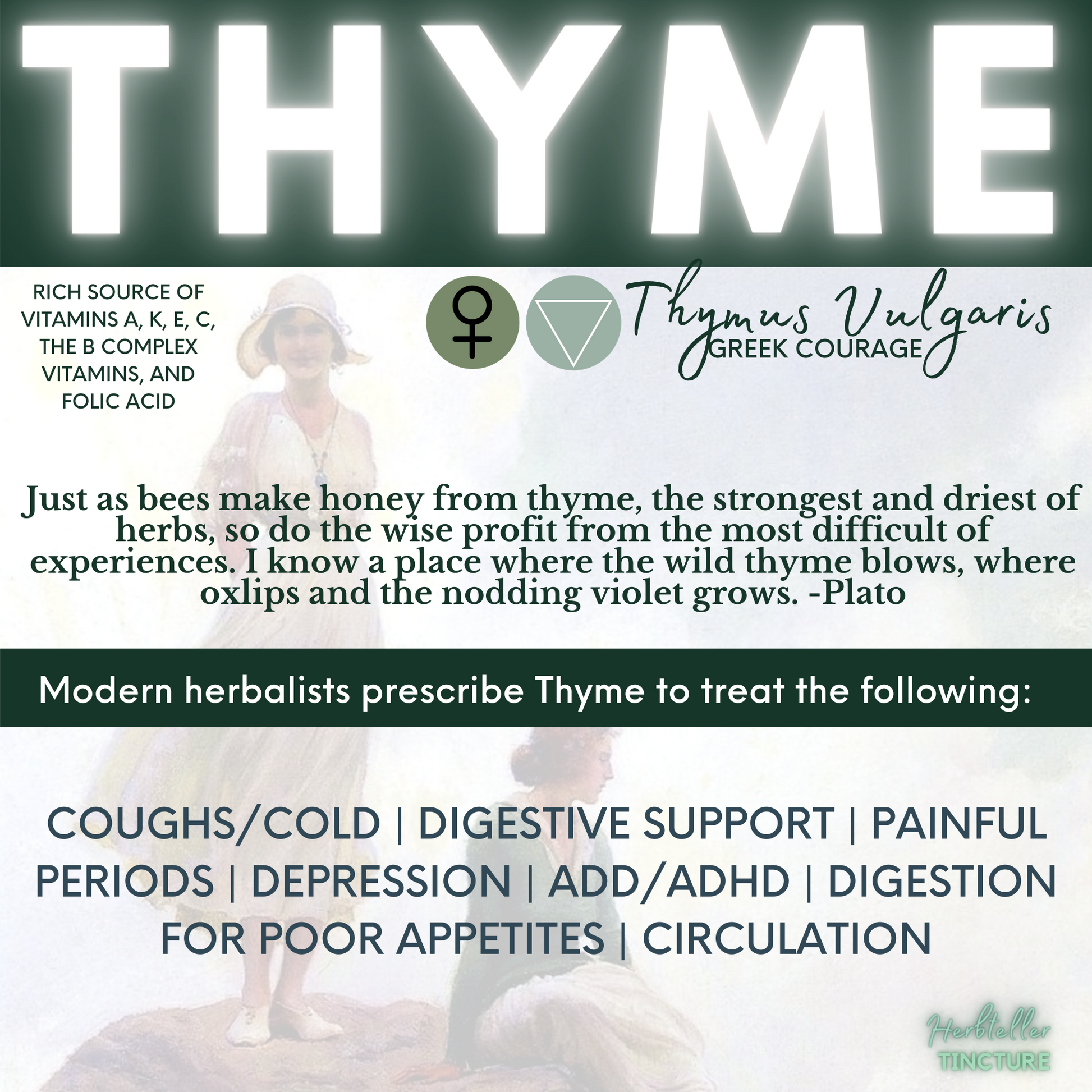 Thyme (Greek Courage) Herbal Tincture - Original City Apothecary