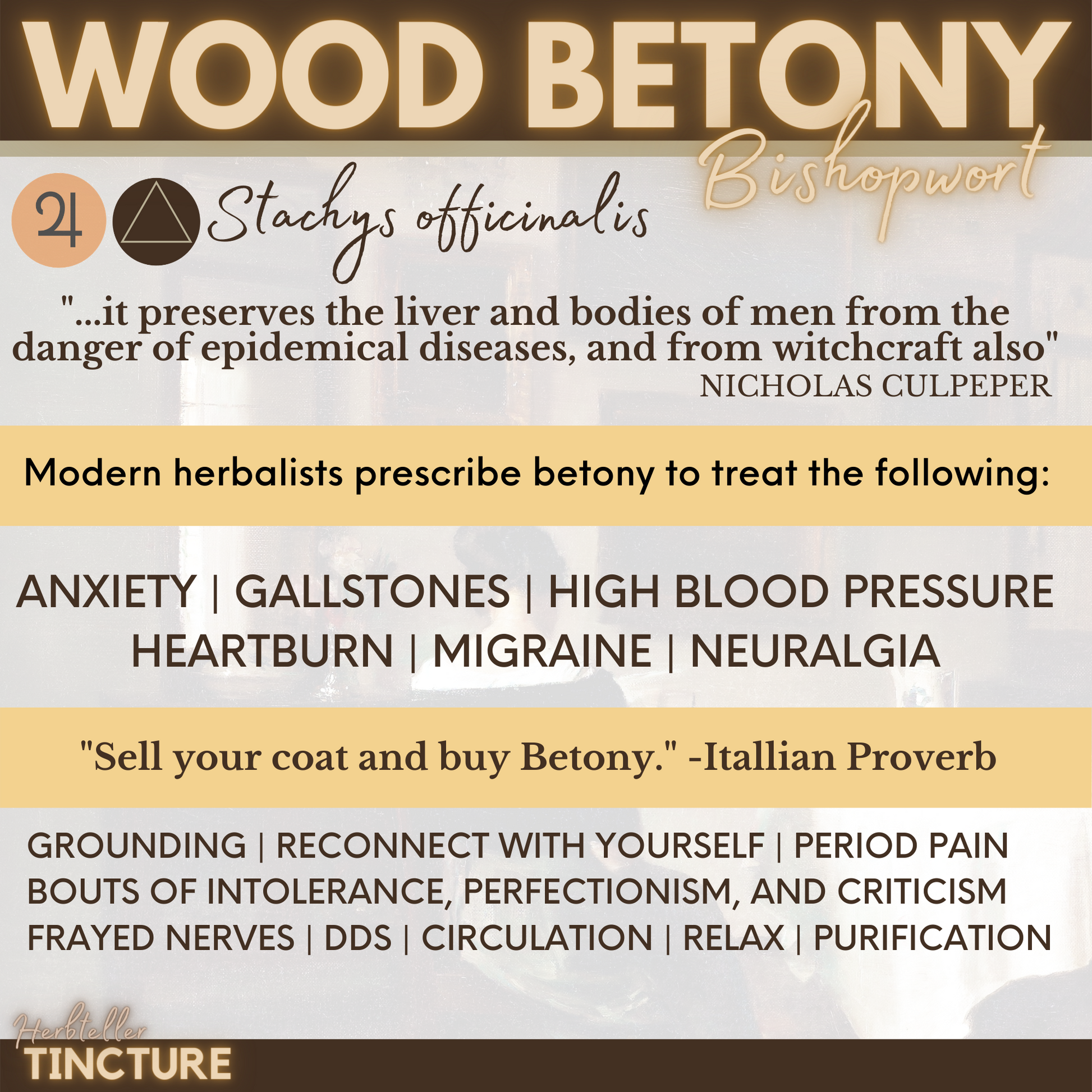 Wood Betony Herbal Tincture - Original City Apothecary