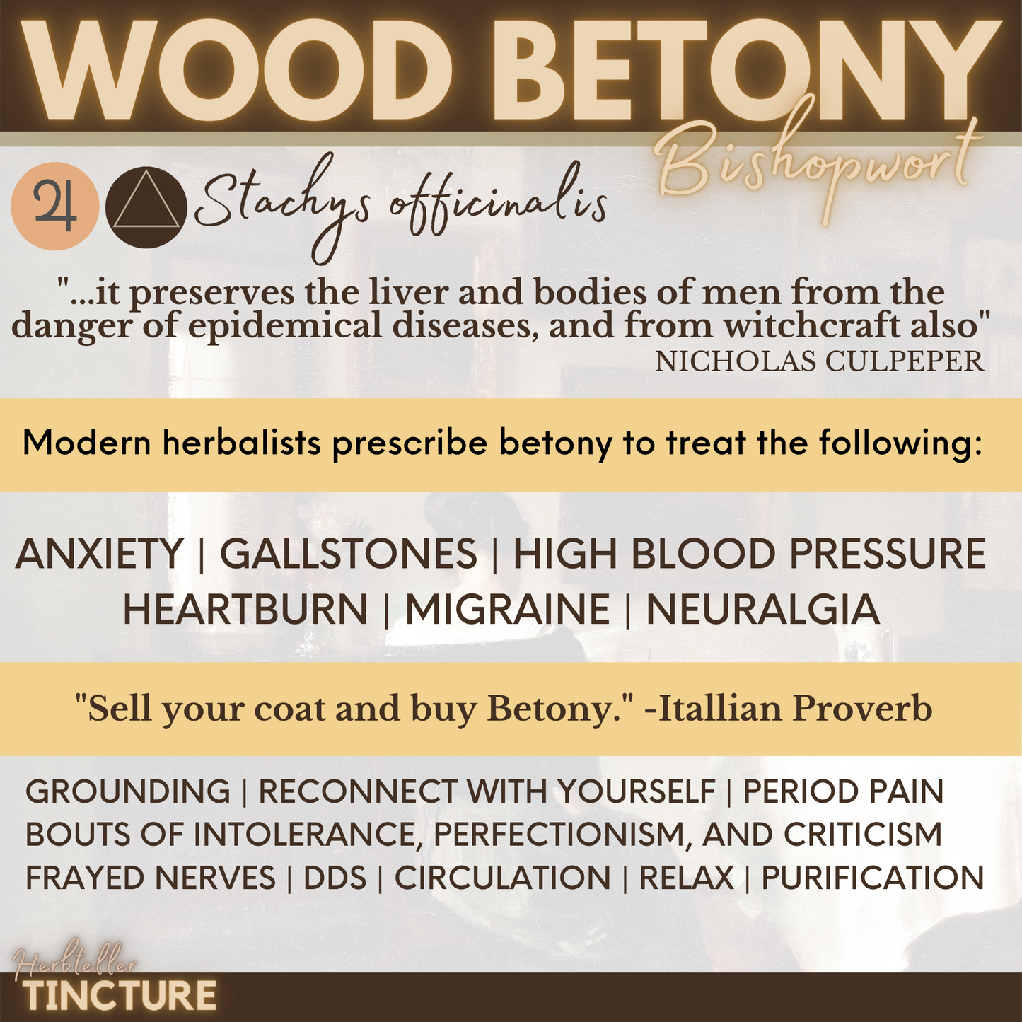 Wood Betony Herbal Tincture - Original City Apothecary